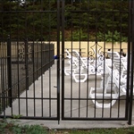 Metal gates and railing